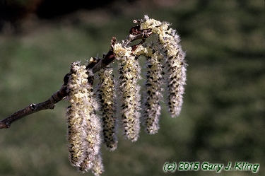 Populus tremuloides