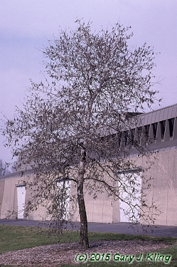 Populus tremuloides
