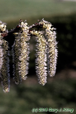Populus tremuloides