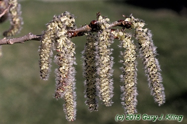 Populus tremuloides