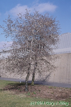Populus tremuloides
