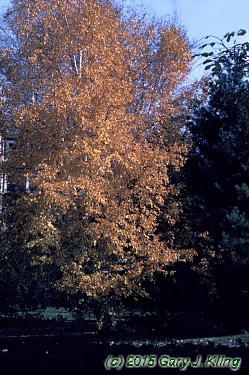 Populus tremuloides