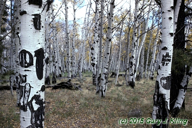 Populus tremuloides