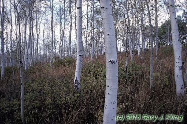 Populus tremuloides