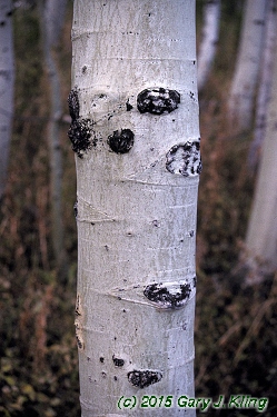 Populus tremuloides
