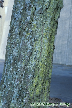 Populus tremuloides