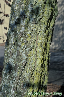 Populus tremuloides