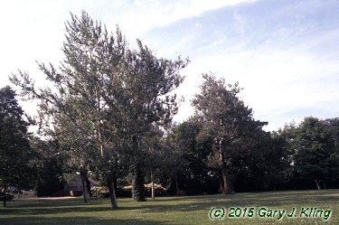 Populus alba