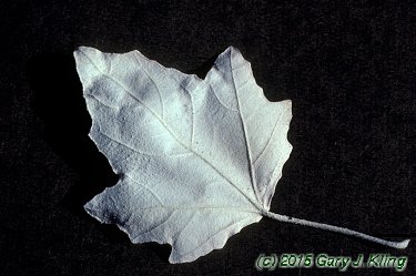 Populus alba