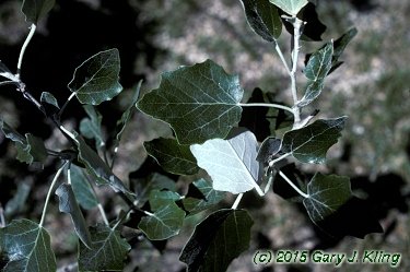 Populus alba