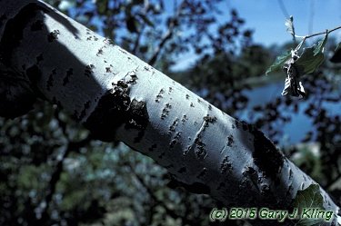 Populus alba