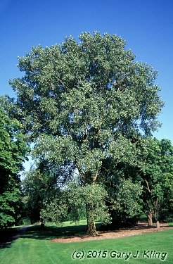 Populus deltoides
