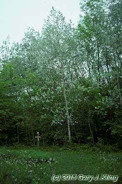 Populus grandidentata