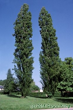 Populus nigra 'Italica'