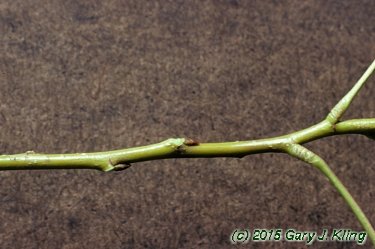 Populus nigra 'Italica'