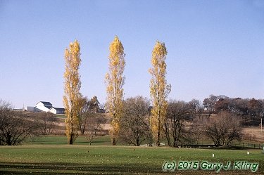 Populus nigra 'Italica'