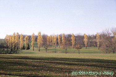 Populus nigra 'Italica'