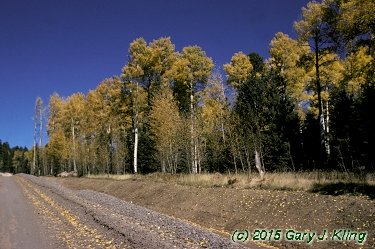 Populus tremuloides