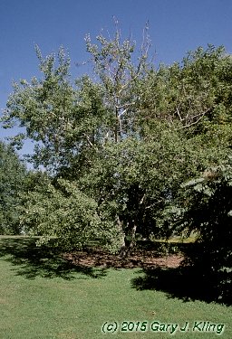 Populus tremuloides