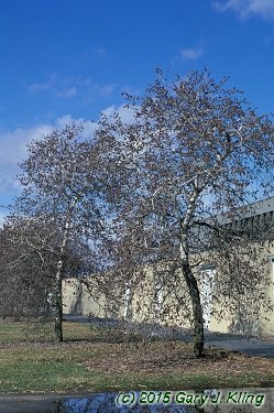 Populus tremuloides