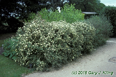 Potentilla fruticosa