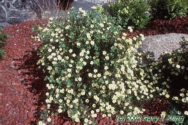 Potentilla fruticosa