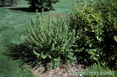 Potentilla fruticosa