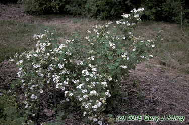 Potentilla fruticosa