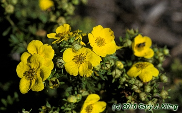 Potentilla fruticosa
