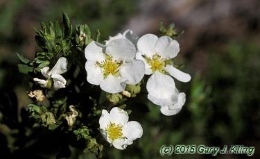 Potentilla fruticosa 'Abbotswood'