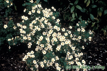 Potentilla fruticosa 'Abbotswood'