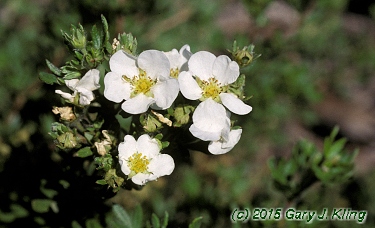 Potentilla fruticosa 'Abbotswood'