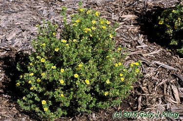 Potentilla fruticosa 'Gold Drop'