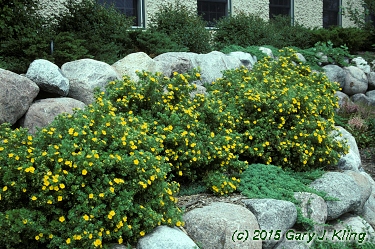 Potentilla fruticosa