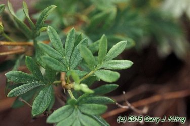 Potentilla fruticosa