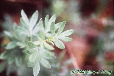 Potentilla fruticosa