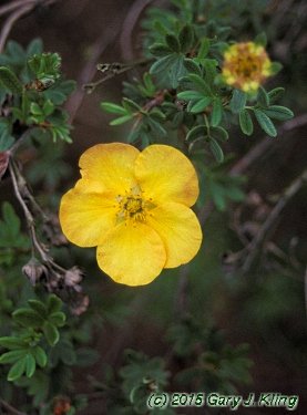 Potentilla fruticosa