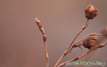 Potentilla fruticosa