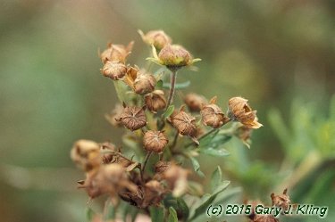 Potentilla fruticosa