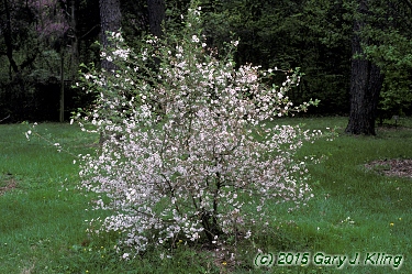 Prunus x 'Hally Jolivette'