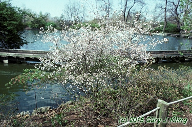Prunus x 'Hally Jolivette'