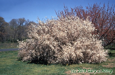 Prunus x 'Hally Jolivette'