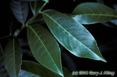 Prunus laurocerasus habit: UIPLANTS