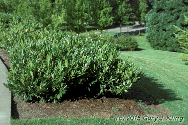Prunus laurocerasus 'Otto Luyken'