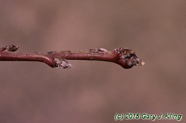 Prunus persica