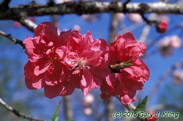 Prunus persica