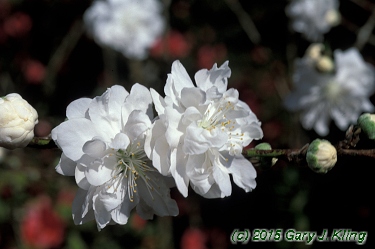 Prunus persica