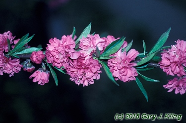 Prunus persica