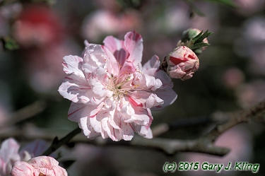 Prunus persica