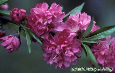 Prunus persica